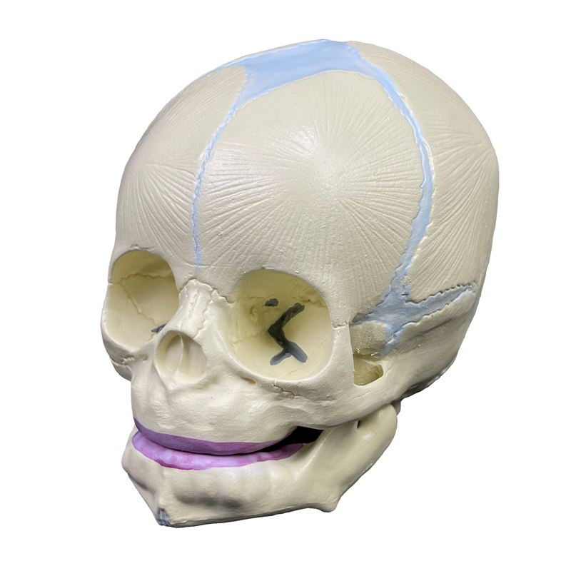 PVC Plastic Fetal Skull Model for Medical Teaching Skeleton Model 3-parts jaw movable Baby Skull Model