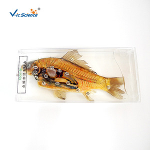 43001 Dissection de poissons, conservation, réparation des fuites, rénovation des spécimens, réhydratation des spécimens - Écoles primaires et secondaires - Product Image 1
