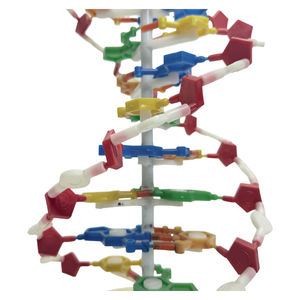 DNAモデル、DNA二重らせんモデル、DNA色二重らせん医学モデル - Product Image 3