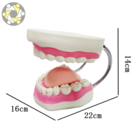 Matériel de formation pour les dents, soins dentaires, soins médicaux, modèle pour la brossage des dents