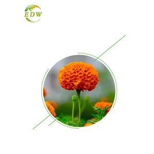 لوتين من خلاصة الزهرة المخملية 5% ، 10% 20%.40% 80% 90% Zeaxanthin5 ٪ 10%