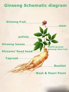 Органический натуральный женьшень для здоровья Homme Ginkgo Biloba женьшень устричный Пептид Таблетки дикий женьшень таблетки - Product Image 6