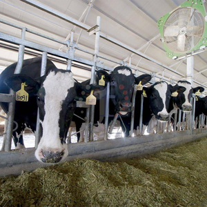 חלב כתוש חלב גבינה מוצרלה טובה צחצוח אפקט אחיד לשרוף 17 עד 20 אחוז חלבון 17 עד 26 אחוז מגנסו שומן - Product Image 5