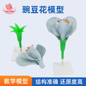 Modelo de flor de guisante, flor de guisante ampliada con ovario desmontable, flor de planta dicotiledónica para disección, enseñanza de biología - Product Image 5