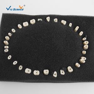 Denti permanenti di alta qualità con radici dritte (per <span class=keywords><strong>SF</strong></span>) forniture scolastiche di ricambio per denti - Product Image 2