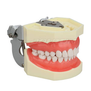 28 pezzi di denti rimovibili modello manuale di alimentazione dentale Typodont strumento per l'insegnamento del dentista forniture di laboratorio - Product Image 1