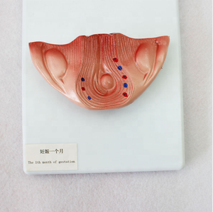 Modèle de développement de la grossesse humaine Modèle d'anatomie médicale Modèle d'éducation Fournitures d'enseignement Formation d'infirmière - Product Image 4