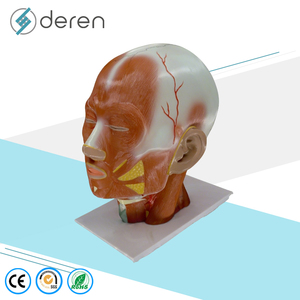 แบบจำลองกายวิภาคกล้ามเนื้อศีรษะและใบหน้ามนุษย์ DRS3011A ทำจาก PVC ขนาดเท่าของจริง 3 มิติ สำหรับการศึกษาทางการแพทย์และการทดลองในห้องปฏิบัติการโรงเรียน - Product Image 2