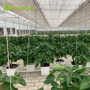 Sistema Completo de Cultivo Hidropónico en Cubetas Holandesas para Cultivar Pimientos - Product Image 3
