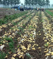 Vente chaude opération facile Mini carotte ail oignon igname pomme de terre récolteuse de légumes