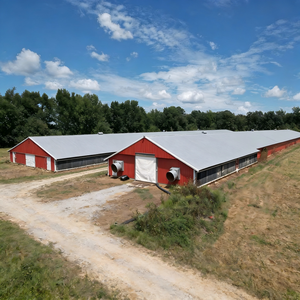 בית כלוב עוף שכבה אוטומטית בית עבור חוות עופות, חם לטבול מגולוון, גודל מותאם אישית זמין, משלוח מהיר - Product Image 2