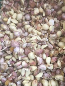 Angelon graines de citrouille noir ail pelé tri machine - Product Image 4