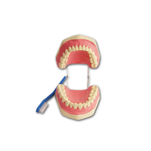 Anatomical Human Dental Medical Science PVC Manikin Tooth Brushing Skeleton Organ Model Clinic Use - Product Image 1