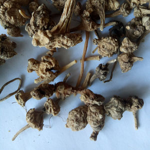 Zhu zi shen naturel séché Panax japicus <span class=keywords><strong>var</strong></span>. Racine de rhozome majeure pour herbe - Product Image 4