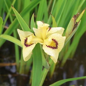 Iris <span class=keywords><strong>japonais</strong></span> 'I. ensata Ryugan' - une <span class=keywords><strong>plante</strong></span> aquatique adaptée aux bassins de jardin et aux serres - Iris <span class=keywords><strong>japonais</strong></span> - Product Image 1