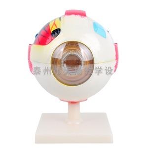 Modelo de Ojo Humano J33205, Modelo Anatómico de Ojo, 6 Veces Más Grande, Desmontable, Equipo de Modelo de Ojo Biológico - Product Image 4