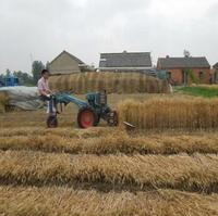 Mini moissonneuse-batteuse nouvelle conception pour la récolte et le liage du riz paddy et du blé