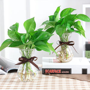 <span class=keywords><strong>Vase</strong></span> de Propagation d'<span class=keywords><strong>Avocat</strong></span> en Verre Clair Avocats Jacinthes Châtaignes Noix <span class=keywords><strong>Vase</strong></span> Bulbe <span class=keywords><strong>Vase</strong></span> en Verre Soufflé - Product Image 4