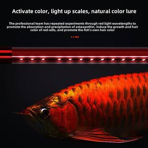 Superheldere Waterdichte Led Dragon Fish Tank Lamp Gouden Dragon Design Duiken Roodheid Verlichting Speciale Felrode Vis Helder - Product Image 2