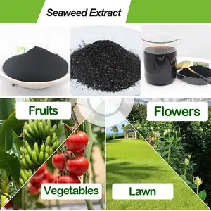 Pupuk organik butir-nutrisi tanaman Toqi untuk ekstrak rumput laut Pertanian