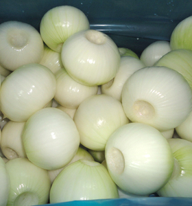 Yanhua — oignon jaune du botswana, exportation en vrac, chine - Product Image 4