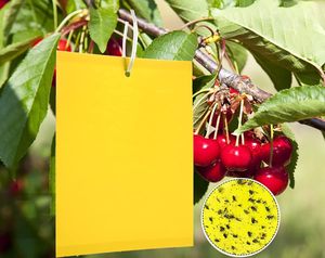 Uçan haşere kontrolü için tavsiye edilen açık kağıt katı yapışkan tek kullanımlık böcek tuzağı - Product Image 1