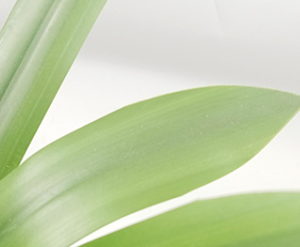 Plantes en <span class=keywords><strong>pot</strong></span> à feuilles plates Plante verte artificielle Salon Bonsaï Ornements Paysages Plantes en <span class=keywords><strong>pot</strong></span> à feuilles plates artificielles - Product Image 5