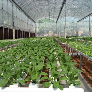 Système hydroponique agricole Système <span class=keywords><strong>de</strong></span> gouttière Nft pour salade <span class=keywords><strong>de</strong></span> laitue Culture en serre verte à feuilles - Product Image 1