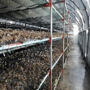 מנהרה מבנה בית ירוק מבנה בית ירוק אוטומטי לחלוטין חממה חסך