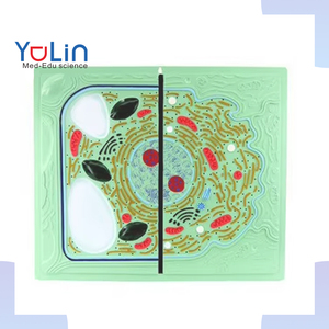 Learning Biology <strong>Model</strong> Educational Instruments for Biological Anatomy <strong>Science</strong> Animal and Plant Cell Comparison <strong>Model</strong> - Product Image 1