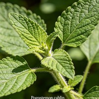 Patchouli Séché : Matière Première pour Tisanes, Épices, Parfums, Encens, Savons, Masques, Shampoings – Huile Essentielle Fixative Boisée et Musquée