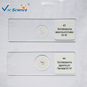 สไลด์แก้วพร้อมใช้งานสำหรับ<span class=keywords><strong>การ</strong></span>ศึกษาชีววิทยาและพัฒนาการตัวอ่อน รูปแบบตัวอ่อนไก่ 96 ชั่วโมง พร้อมสมองและดวงตา ได้รับ<span class=keywords><strong>การ</strong></span>รับรองมาตรฐาน CE ISO ROHS CNAS - Product Image 4
