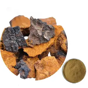 100% reiner Chaga-Pilzex trakt aus Tee-Chaga-Pilz pulver