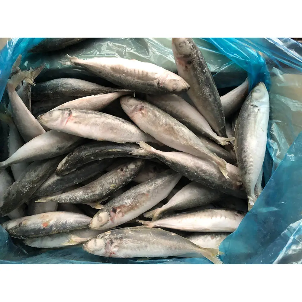 Ikan beku tanah ikan makarel ekspor Tiongkok seluruh bulat ekor kuning ikan scad bulat beku untuk umpan