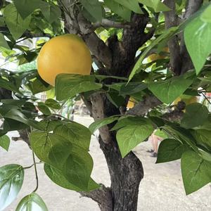 Tronco <span class=keywords><strong>de</strong></span> Árbol <span class=keywords><strong>de</strong></span> Fibra <span class=keywords><strong>de</strong></span> Vidrio Grande en Oferta, Árbol Frutal, Limonero, Árbol <span class=keywords><strong>de</strong></span> Manzana Artificial para Decoración <span class=keywords><strong>de</strong></span> Jardín, Hogar y Parque - Product Image 6