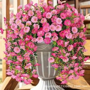 Guirlandes de fleurs artificielles de type Morning Glory, rose clair et foncé, en PVC, pour décoration murale de mariage - Product Image 2