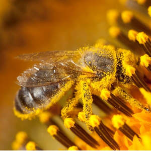 <span class=keywords><strong>Pollen</strong></span> d'abeille mélangé brut <span class=keywords><strong>de</strong></span> marque privée fournisseur d'aliments santé - Product Image 4