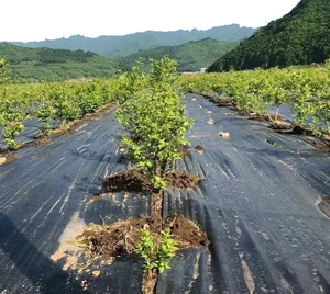 Usine bas prix tissé contrôle des mauvaises herbes tissu plastique paillage papier agriculture ou <span class=keywords><strong>jardin</strong></span> - Product Image 2