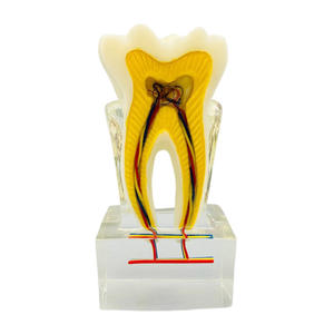 نموذج الفم 6 مرات نموذج عصب الأسنان مع تشريح الأعصاب للتعليم والعرض - Product Image 1