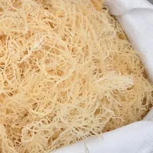 بالجملة تسمية خاصة الطحلب البحري المجفف الايرليني الذهب صحي الخام wildcrafed كيس عضوي نقي التعبئة والتغليف الغذاء الصف الأعشاب البحرية - Product Image 5