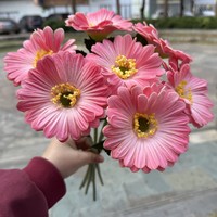 PU 7 Tangkai Bunga Daisy Afrika Gerbera Jamesonii Buatan dengan Batang untuk Dekorasi Pernikahan, Halloween, Thanksgiving, dan Ide Hadiah Rumah
