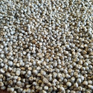 Graines de millet vert Grain indien pour les porcs, les bovins et les chevaux pour le bétail Acheter maintenant! - Product Image 2