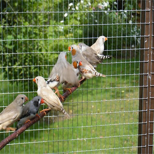 PVC nhúng nóng sắt mạ kẽm hàn dây lưới BRC bê tông gia cố dây lưới bảng cuộn cho gà dây hàng rào chim lồng <span class=keywords><strong>Mes</strong></span> - Product Image 4