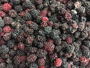 None gmo frutas geladas frescas selvagem/cultivando/gelada orgânica blackberries venda quente - Product Image 6