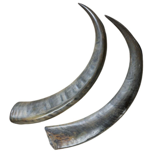 Calidad natural Listo para exportar Búfalo Calidad superior buena calidad personalizado Venta 100% Cuernos de búfalo - Product Image 6