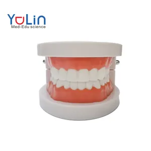 医疗牙科护理牙科模型教学牙医演示牙科模型畅销