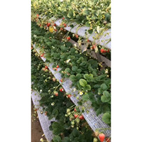 Légumes de qualité alimentaire Nft systèmes de culture hydroponique gouttière bac de plantation pour fraises et tomates