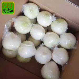 Cebolla fresca amarilla/roja de 6-8cm al por mayor con buen precio 2024 Cultivo más nuevo Exportación de cebolla fresca de alta calidad con HACCP & ISO9001 & GAP - Product Image 2