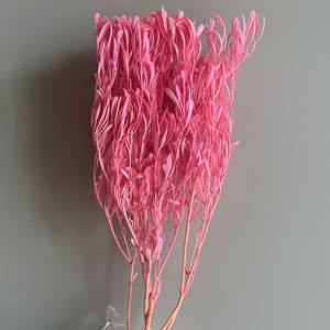 ดอกลียูคาเด็นดรอนวัสดุที่เก็บรักษาไว้สำหรับการจัดดอกไม้ในบ้านและตกแต่งงานแต่งงานวัสดุ2026ใหม่ - Product Image 4