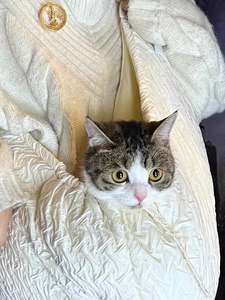 Kedi/köpek taşıyıcı küçük orta kediler için yavru 15 Lbs kadar rahat konfor taşıyıcı beyaz kedi çantası evcil hayvan taşıyıcı bakım için - Product Image 6